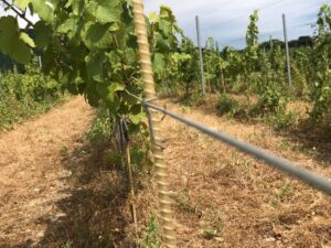 FRP Plant Support Stakes
